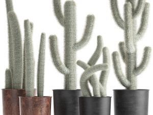 actus collection in a flowerpots 840 3D Model