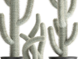 actus collection in a flowerpots 840 Modelo 3D