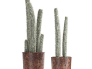 actus collection in a flowerpots 840 Modelo 3D