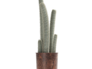 actus collection in a flowerpots 840 Modelo 3D