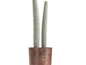 actus collection in a flowerpots 840 Modelo 3D