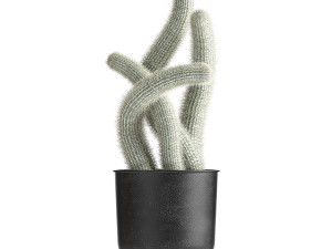 actus collection in a flowerpots 840 Modelo 3D