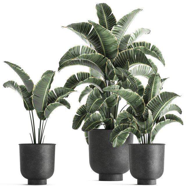 strelitzia in a pot for the interior 842 Modelo 3D .c4d .max .obj .3ds .fbx .stl .blend