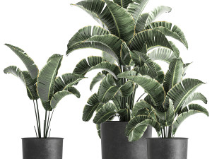 strelitzia in a pot for the interior 842 3D 모델