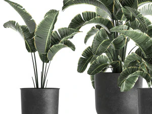 strelitzia in a pot for the interior 842 3D Model