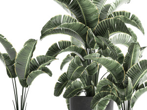 strelitzia in a pot for the interior 842 Modelo 3D