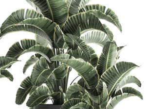 strelitzia in a pot for the interior 842 Modelo 3D