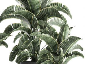 strelitzia in a pot for the interior 842 3D Model