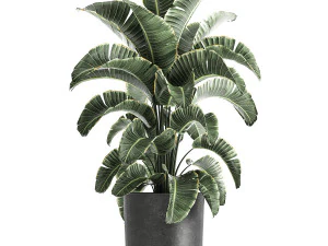 strelitzia in a pot for the interior 842 3D Model