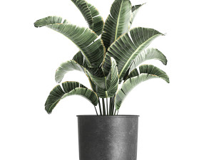 strelitzia in a pot for the interior 842 Modelo 3D