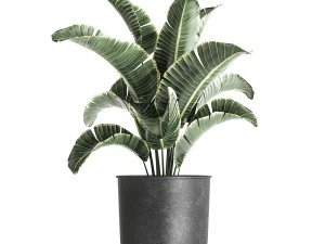 strelitzia in a pot for the interior 842 3D Model