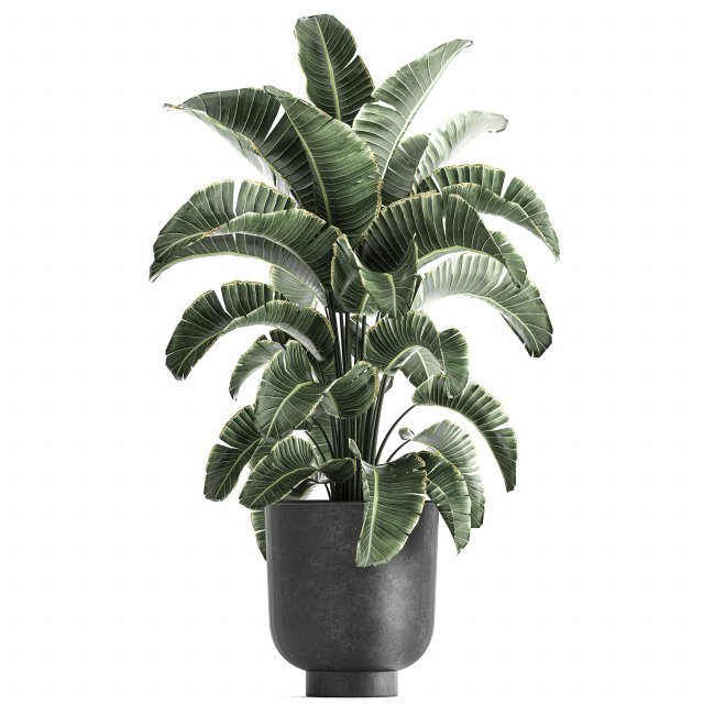 strelitzia in a pot for the interior 843 3D Model .c4d .max .obj .3ds .fbx .stl .blend 