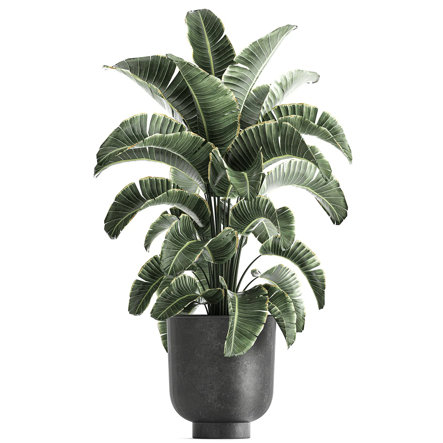 strelitzia in a pot for the interior 843 3D Model .c4d .max .obj .3ds .fbx .stl .blend