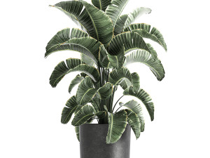 strelitzia in a pot for the interior 843 3D Model