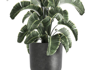 strelitzia in a pot for the interior 843 3D Model