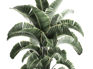 strelitzia in a pot for the interior 843 3D Model