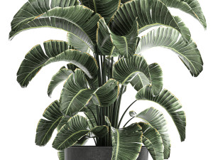 strelitzia in a pot for the interior 843 3D Model
