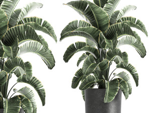strelitzia in a pot for the interior 843 3D Model