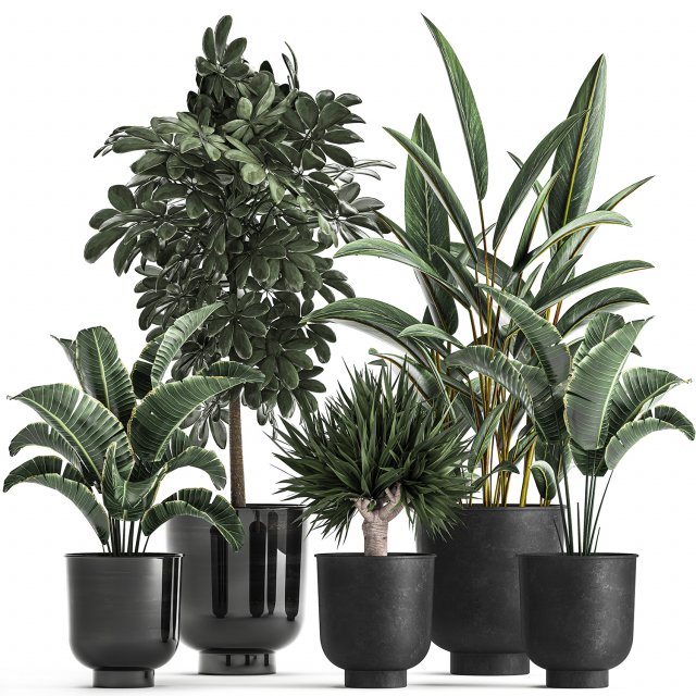 houseplants in a pot for the interior 843 Modelo 3D .c4d .max .obj .3ds .fbx .stl .blend 
