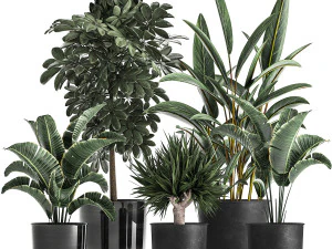 houseplants in a pot for the interior 843 3D Model