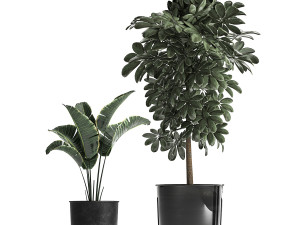 houseplants in a pot for the interior 843 Modelo 3D