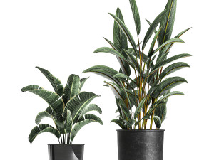 houseplants in a pot for the interior 843 Modelo 3D