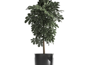 houseplants in a pot for the interior 843 Modelo 3D