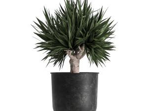 houseplants in a pot for the interior 843 Modelo 3D