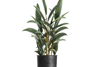 houseplants in a pot for the interior 843 Modelo 3D