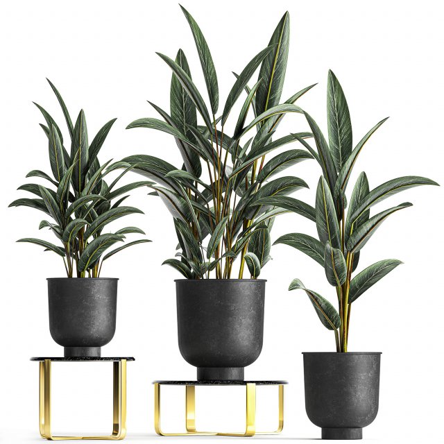 alpinia in a pot for the interior 844 3Dモデル .c4d .max .obj .3ds .fbx .stl .blend 