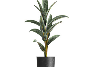alpinia in a pot for the interior 844 3Dモデル