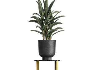 alpinia in a pot for the interior 844 3D Model
