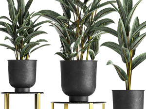 alpinia in a pot for the interior 844 3D Model