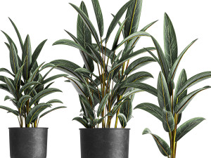 alpinia in a pot for the interior 844 3Dモデル