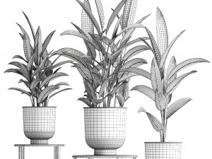 alpinia in a pot for the interior 844 3Dモデル