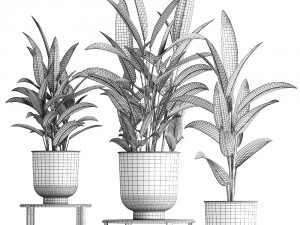 alpinia in a pot for the interior 844 3D Model