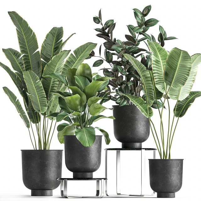 houseplants in a pot for the interior 845 3D 모델 .c4d .max .obj .3ds .fbx .stl .blend 