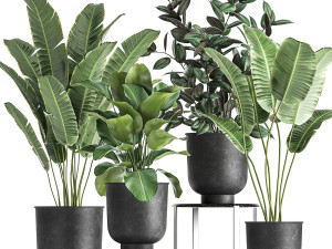 houseplants in a pot for the interior 845 3D Модель