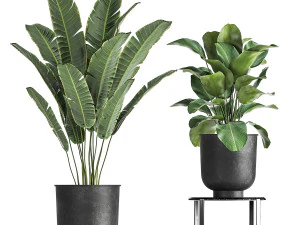 houseplants in a pot for the interior 845 3D Model