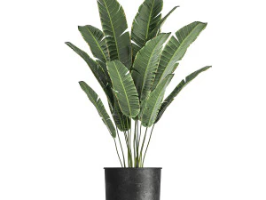 houseplants in a pot for the interior 845 3D Model