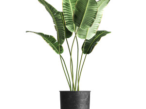 houseplants in a pot for the interior 845 3D 모델