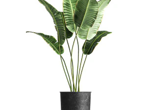 houseplants in a pot for the interior 845 3D Model