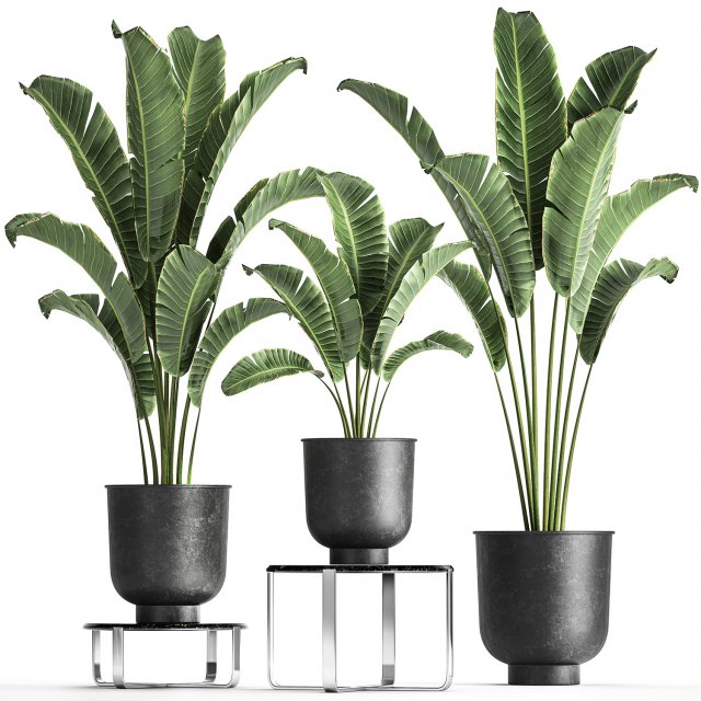 banana palm in a pot for the interior 846 3D मॉडल .c4d .max .obj .3ds .fbx .stl .blend 