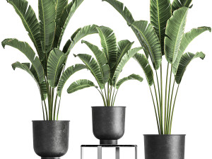 banana palm in a pot for the interior 846 3D Model