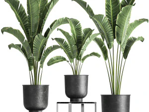 bananenpalm in pot voor binnen 846 3D Model