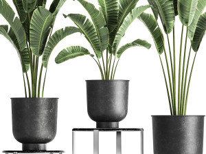 banana palm in a pot for the interior 846 3D मॉडल