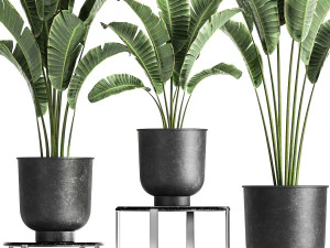 banana palm in a pot for the interior 846 3D Model