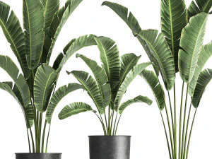 banana palm in a pot for the interior 846 3D Model
