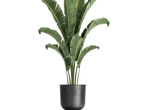 banana palm in a pot for the interior 846 3D Model