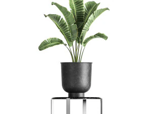 banana palm in a pot for the interior 846 3D Model